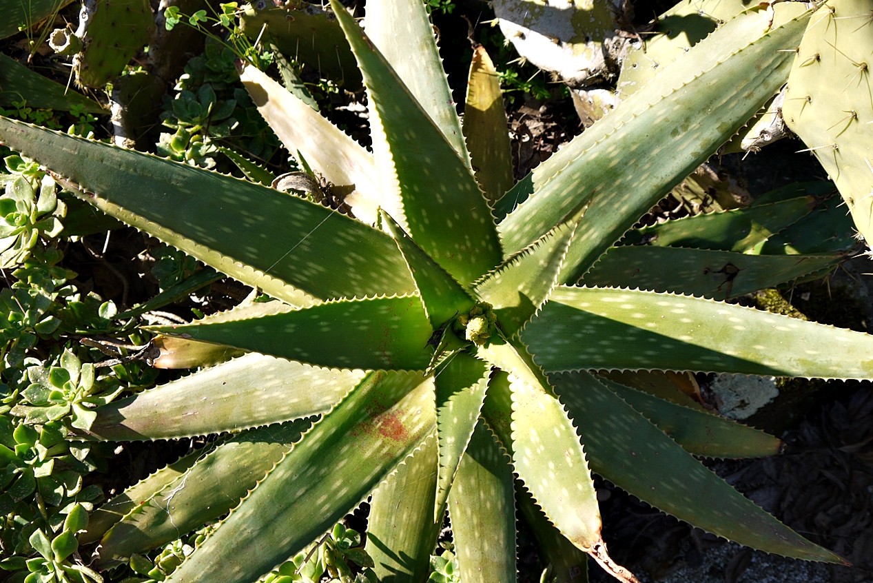 Jardim Botânico10.JPG