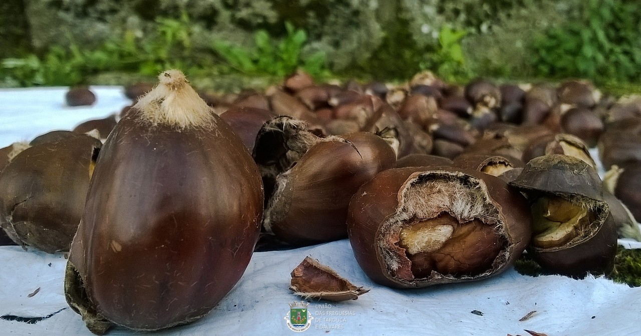 Magusto em Tarouca e Dálvares Magusto em Tarouca e Dálvares