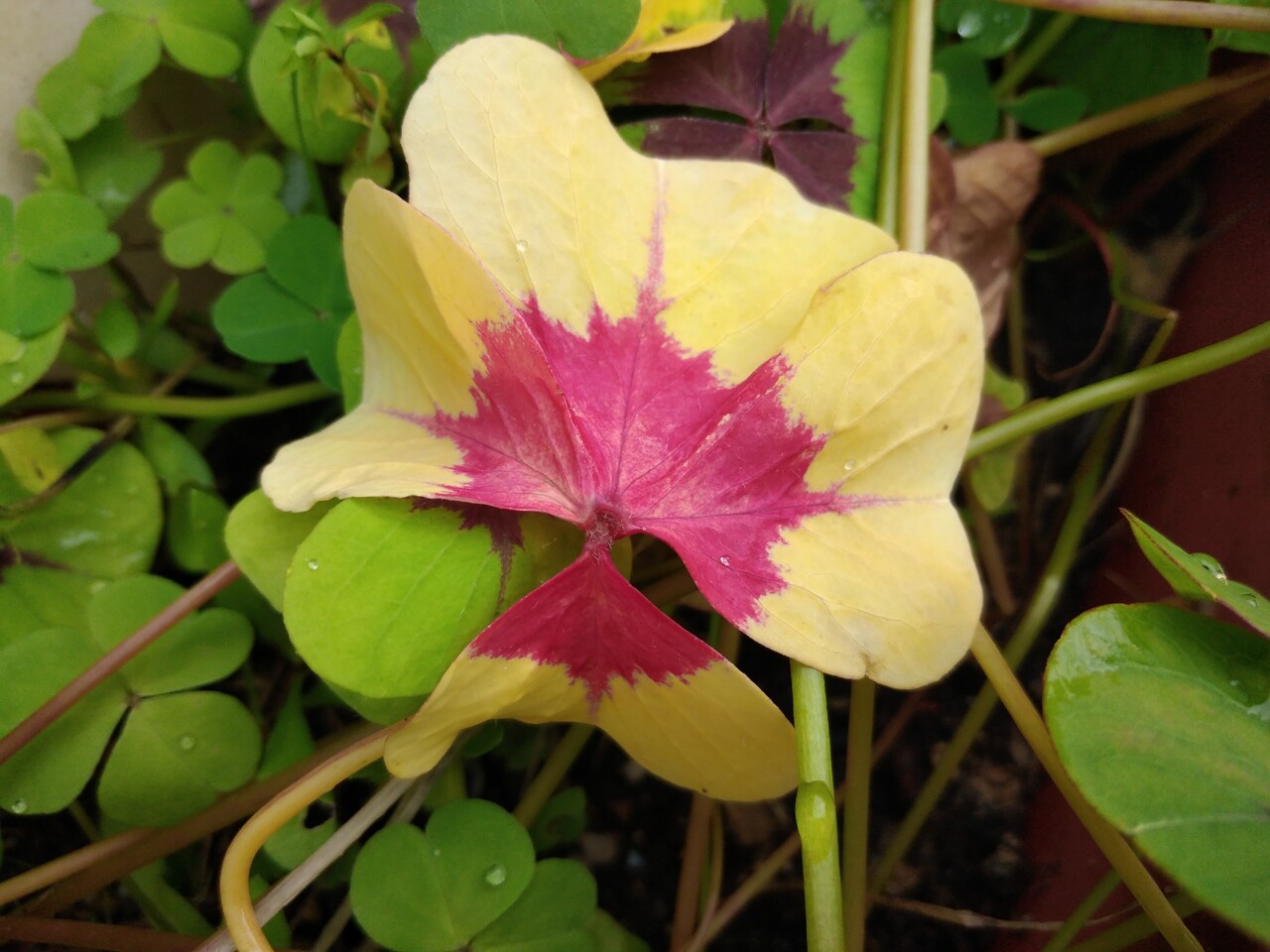 oxalis