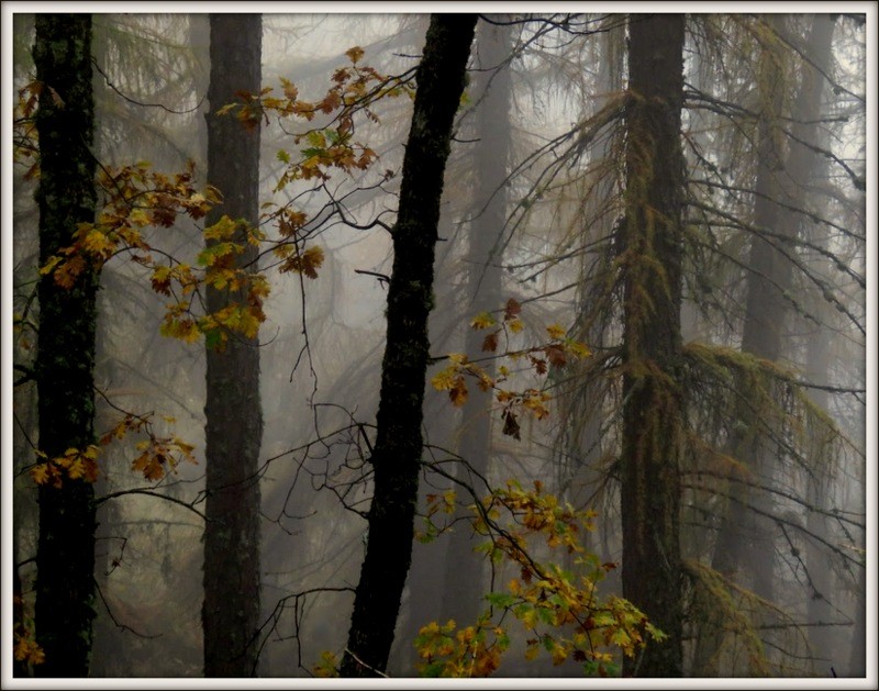 IMG_8721 floresta.JPG