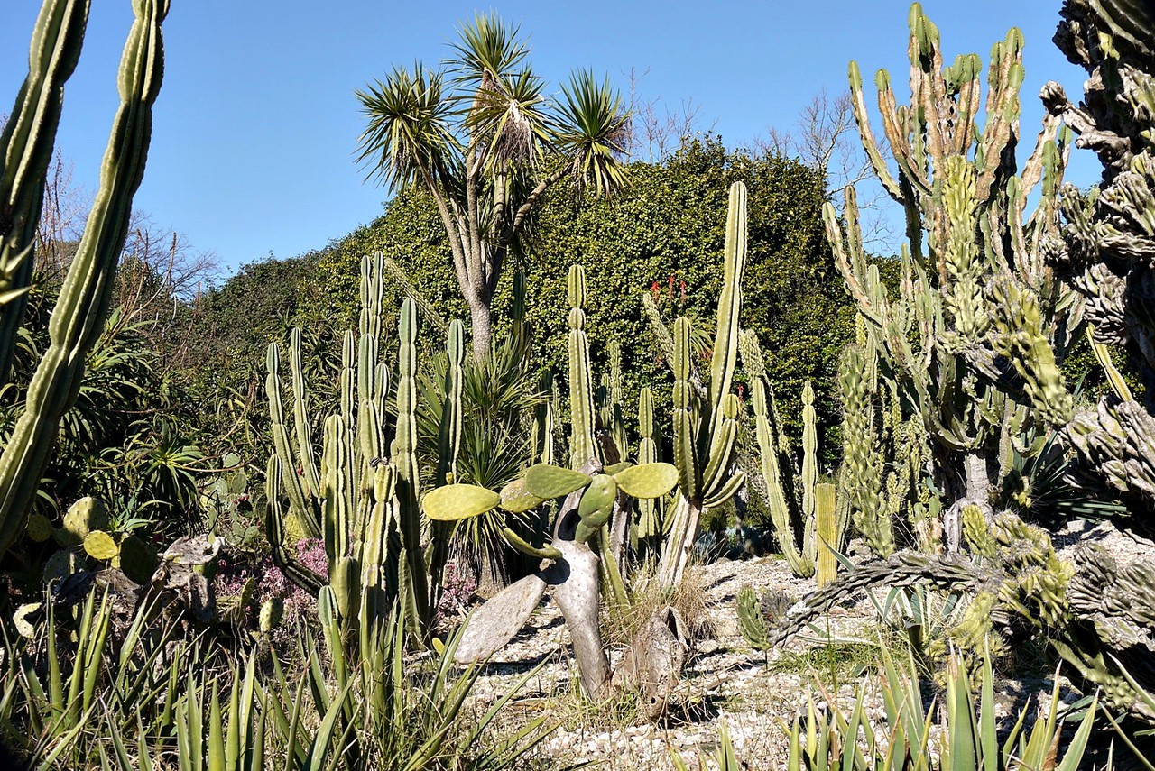 Jardim Botânico6.JPG