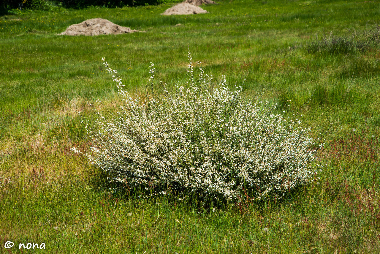 36.- Vagueando pela Montanha.jpg
