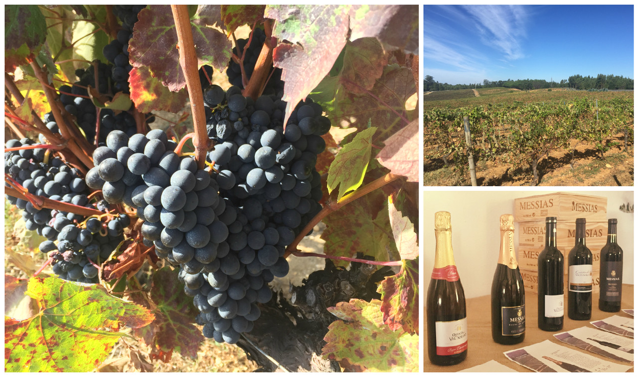 Espumantes Baga@Bairrada em destaque na Robert Parker