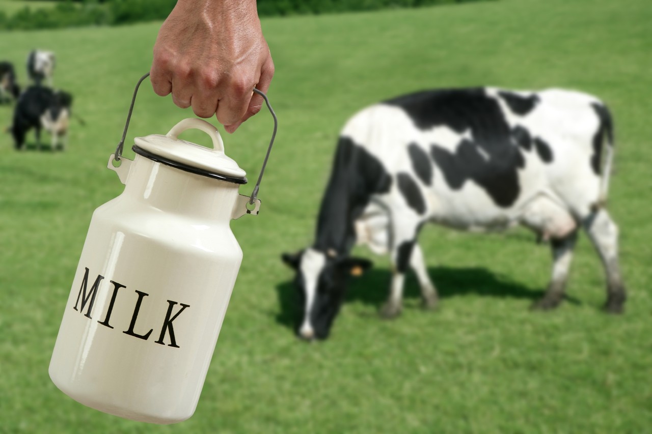 Cows_milk.jpg