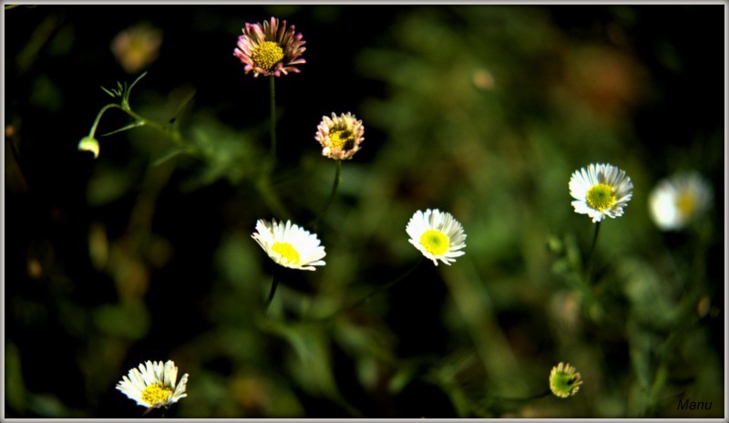 DSCF0100 flores do campo.jpg DSCF0100 flores do campo.jpg