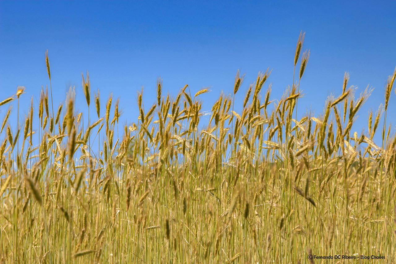 1600-fornelos (17)-granjo-8.jpg