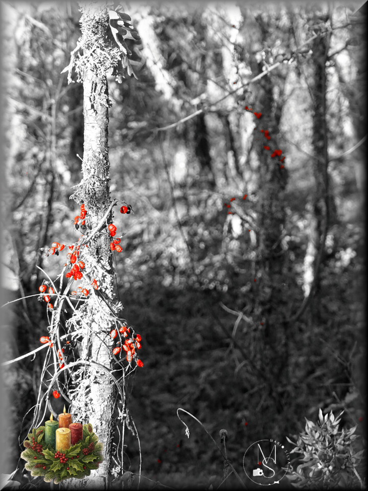 07Dez DSC03425_msA.JPG