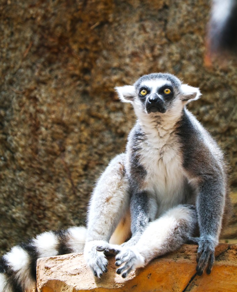 madagascar-lemur.jpg