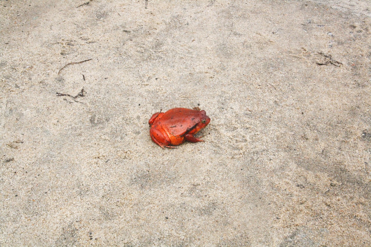 maroantsetra-tomato-frog.jpg