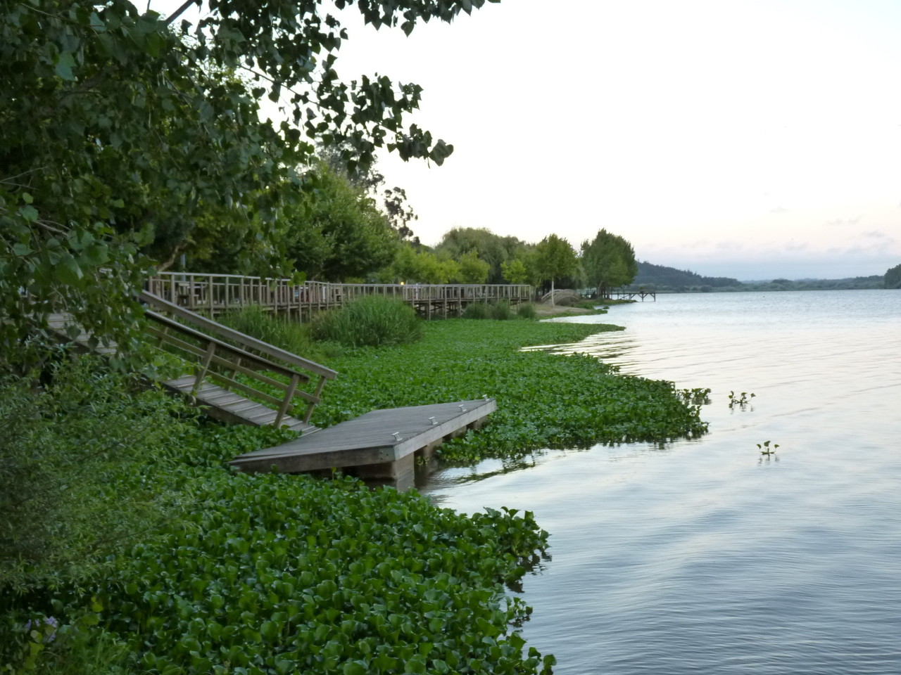 Pateira de Fermentelos (23).JPG