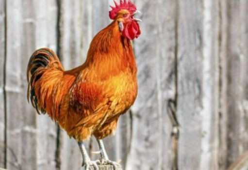 galinhas.jpg galinhas.jpg