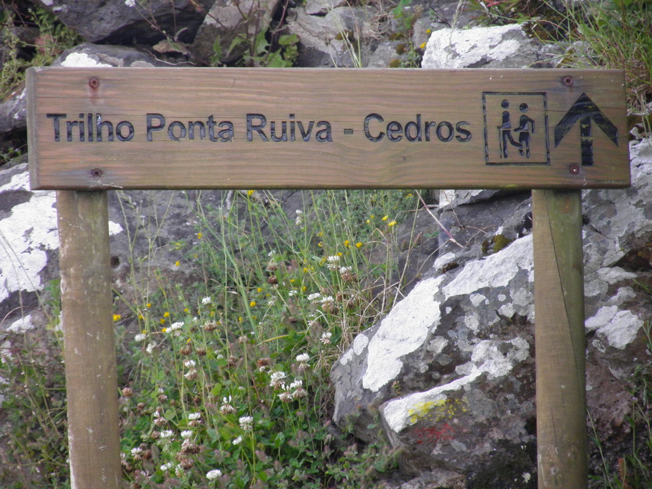 Ponta Ruiva, Flores (1).JPG