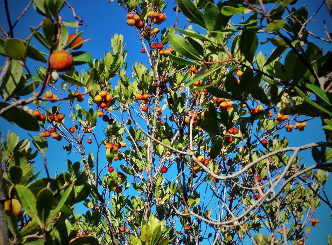 medronheiro.JPG medronheiro.JPG