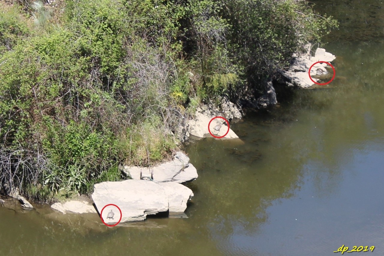 IMG_0642 - Cópia.JPG