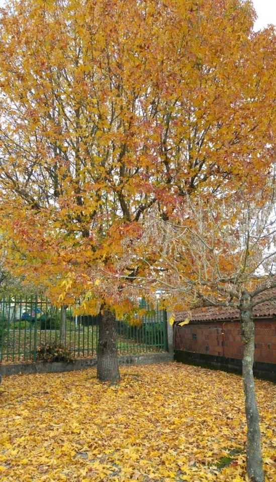 árvore de outono.jpg