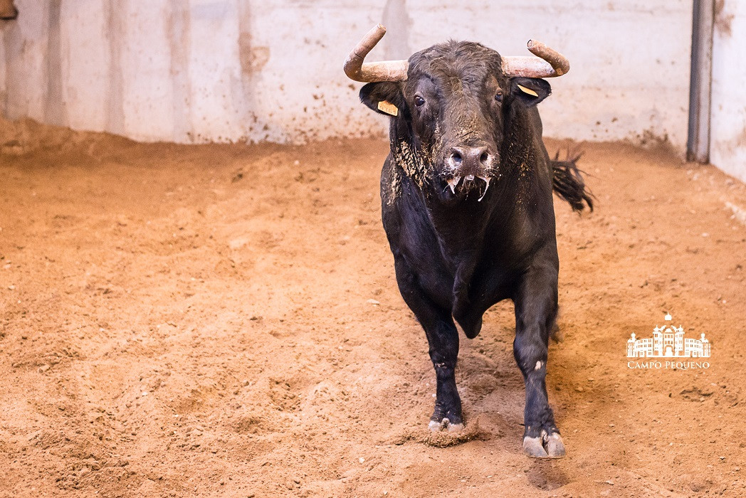 Sitiado- Preto Mulato Listão - Fev-12 - 153 - 2 -