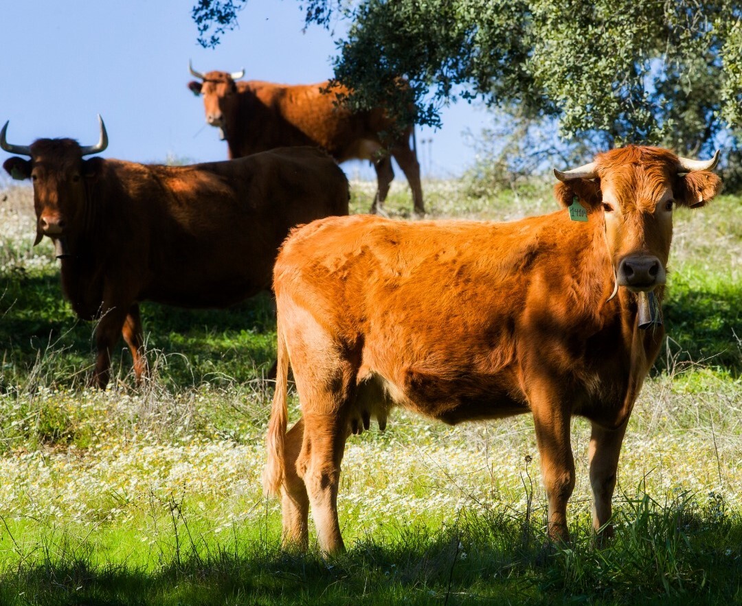 Ravasqueira Heritage Tinto 2020