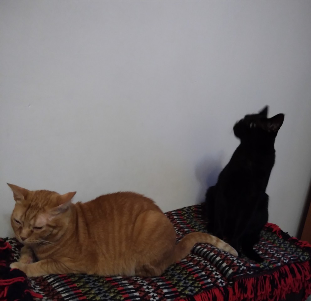 SquarePic_20210714_21342587.jpg SquarePic_20210714_21342587.jpg