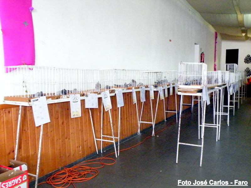 Leilão Ervidel 2017 005.JPG