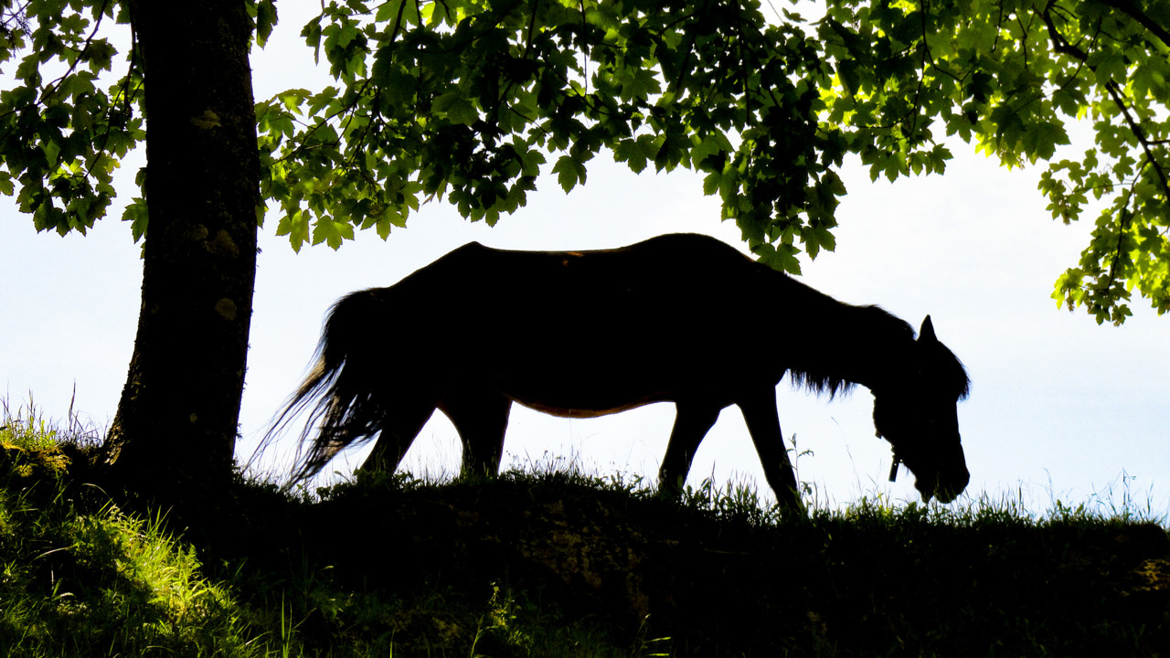 Cavalo serra do Alvão.jpg