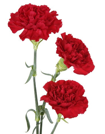 liberdade_red-carnation-flowers.jpg