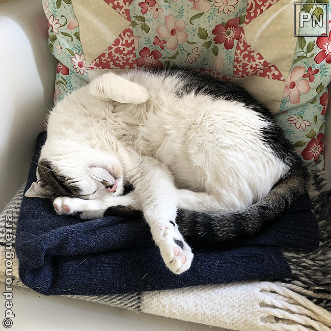 Jul_2020_008a 650px.jpg