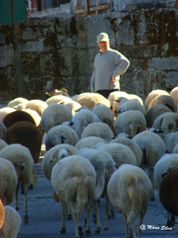 DSC07858ms Nov10.JPG