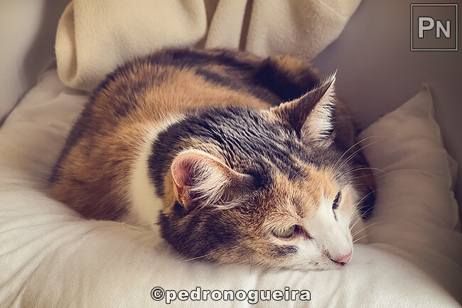 Set_2022_010 650px.jpg