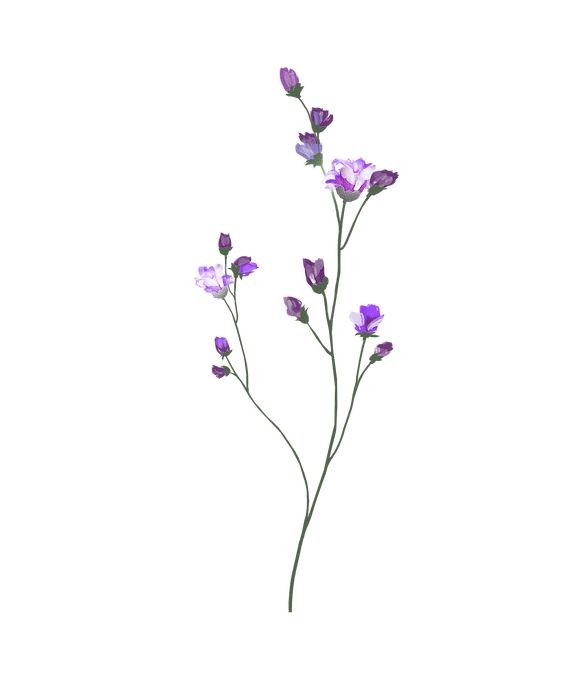 flor lilás3.jpg flor lilás3.jpg