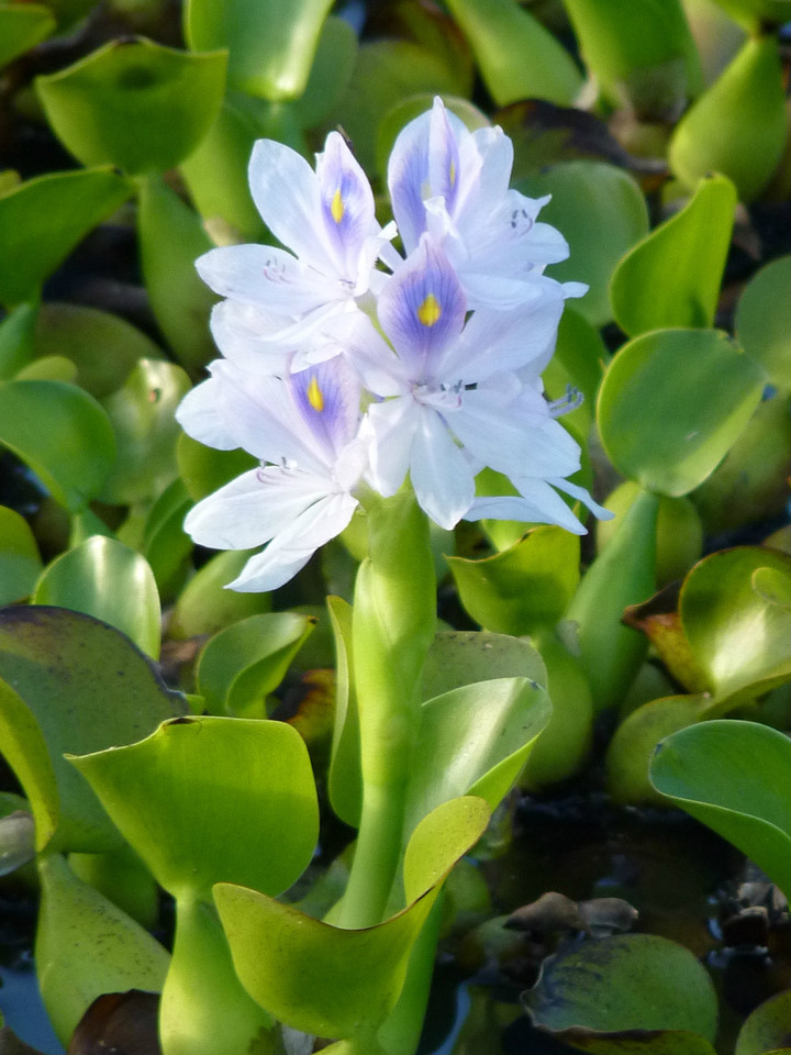 Pateira de Fementelos (31).jpg