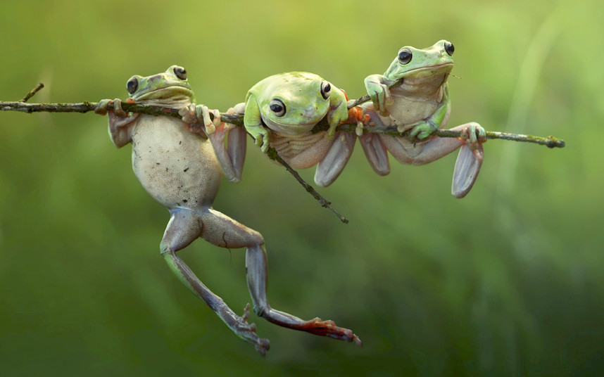 potd-frogs_3133610k.jpg