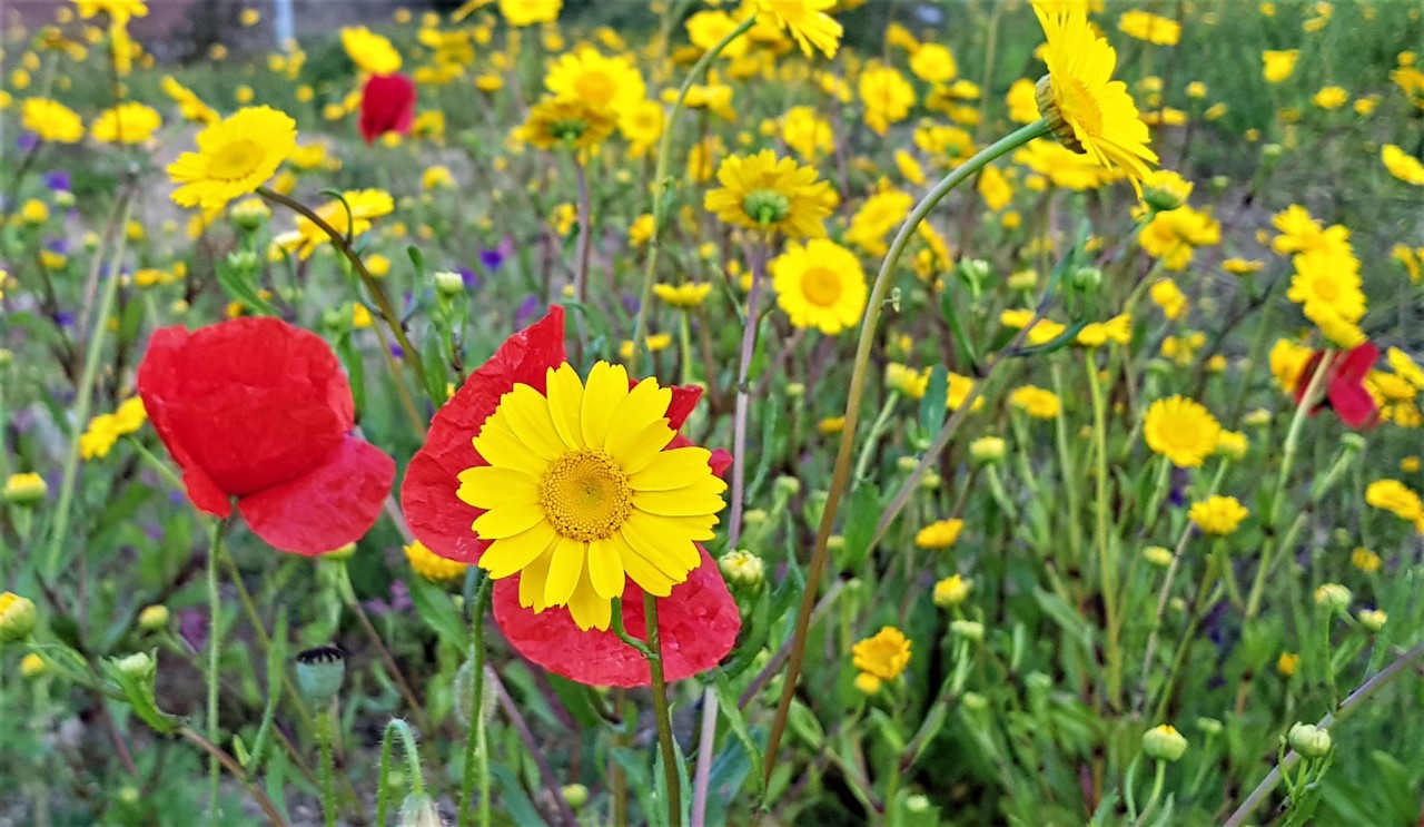 20180430_195113.jpg 20180430_195113.jpg