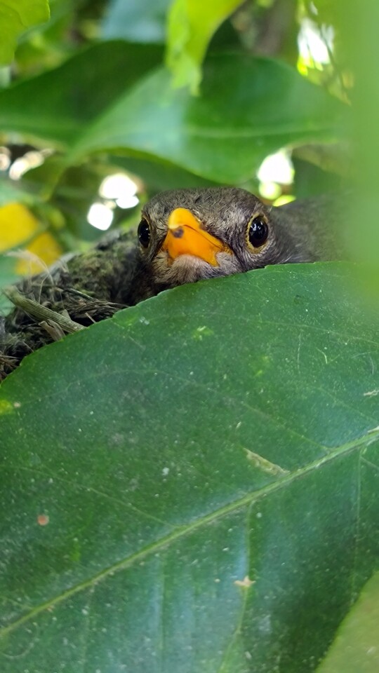 A Melra do limoeiro.jpg