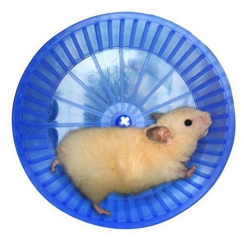 hamster.jpg