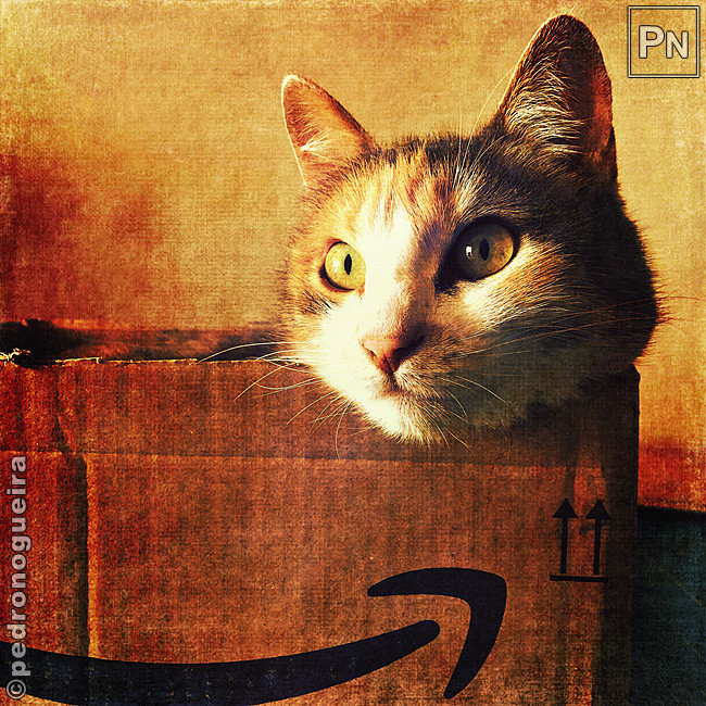 Ago_2019_073b 650px.jpg