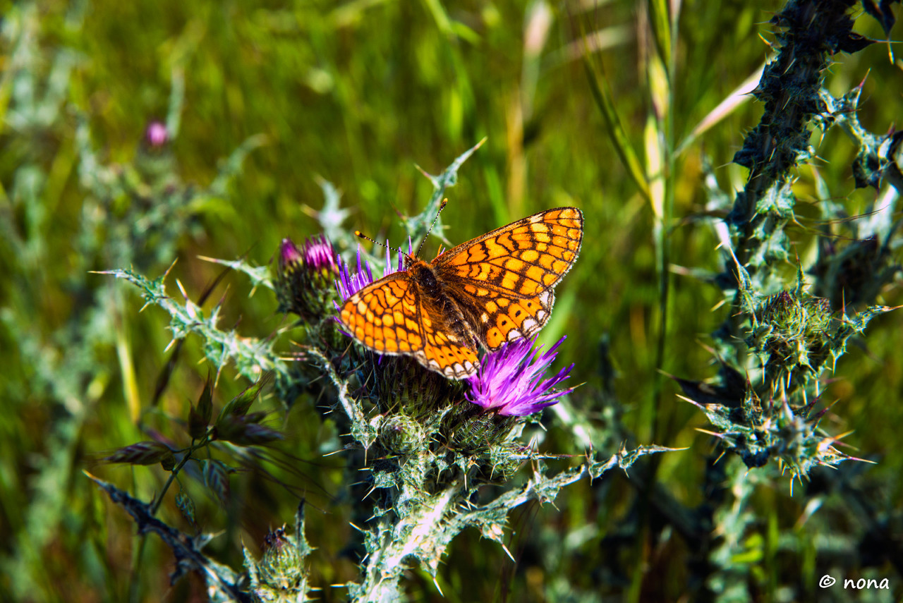 28.- Vagueando pela Montanha.jpg