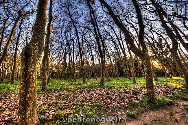 _MG_3666_70 650px.jpg