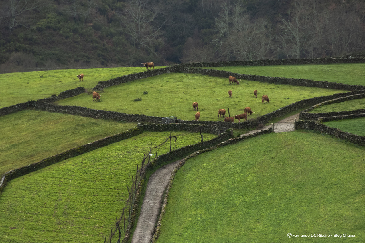 1600-cerdedo (3)-granjo8.jpg