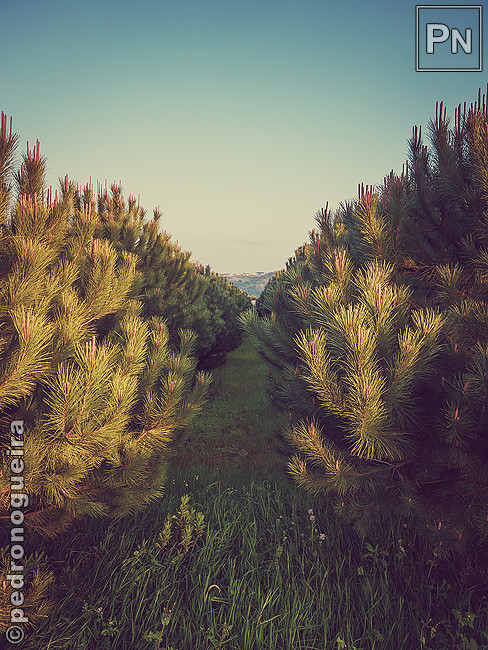 Mar_2021_014b 650px.jpg