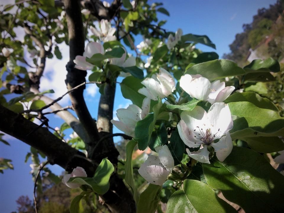 31880524_1669975343088110_6263107343240658944_n.jp