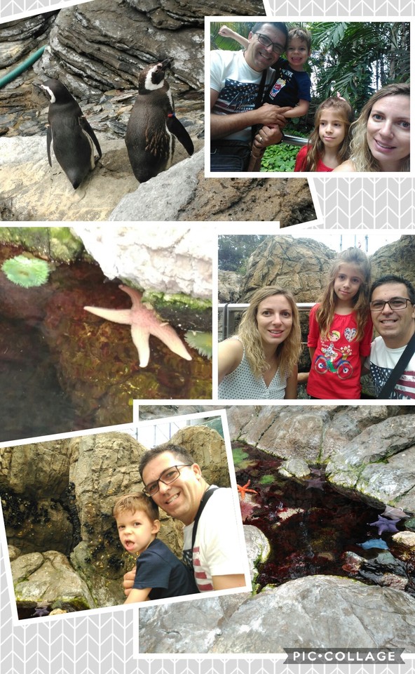 Collage 2017-08-31 23_04_04.jpg