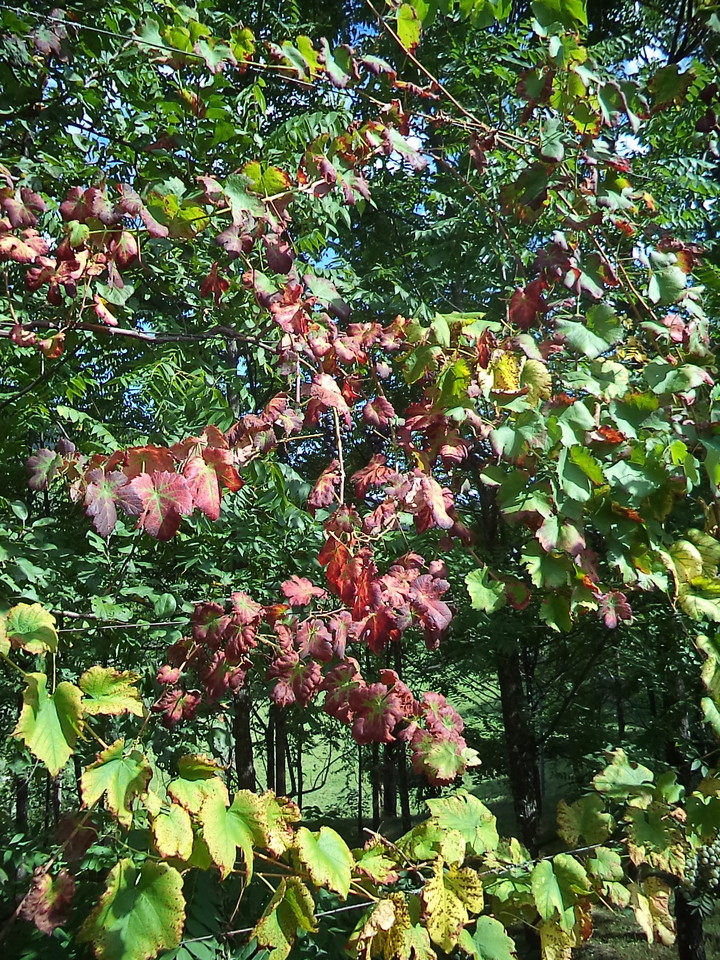 DSC08790.JPG DSC08790.JPG