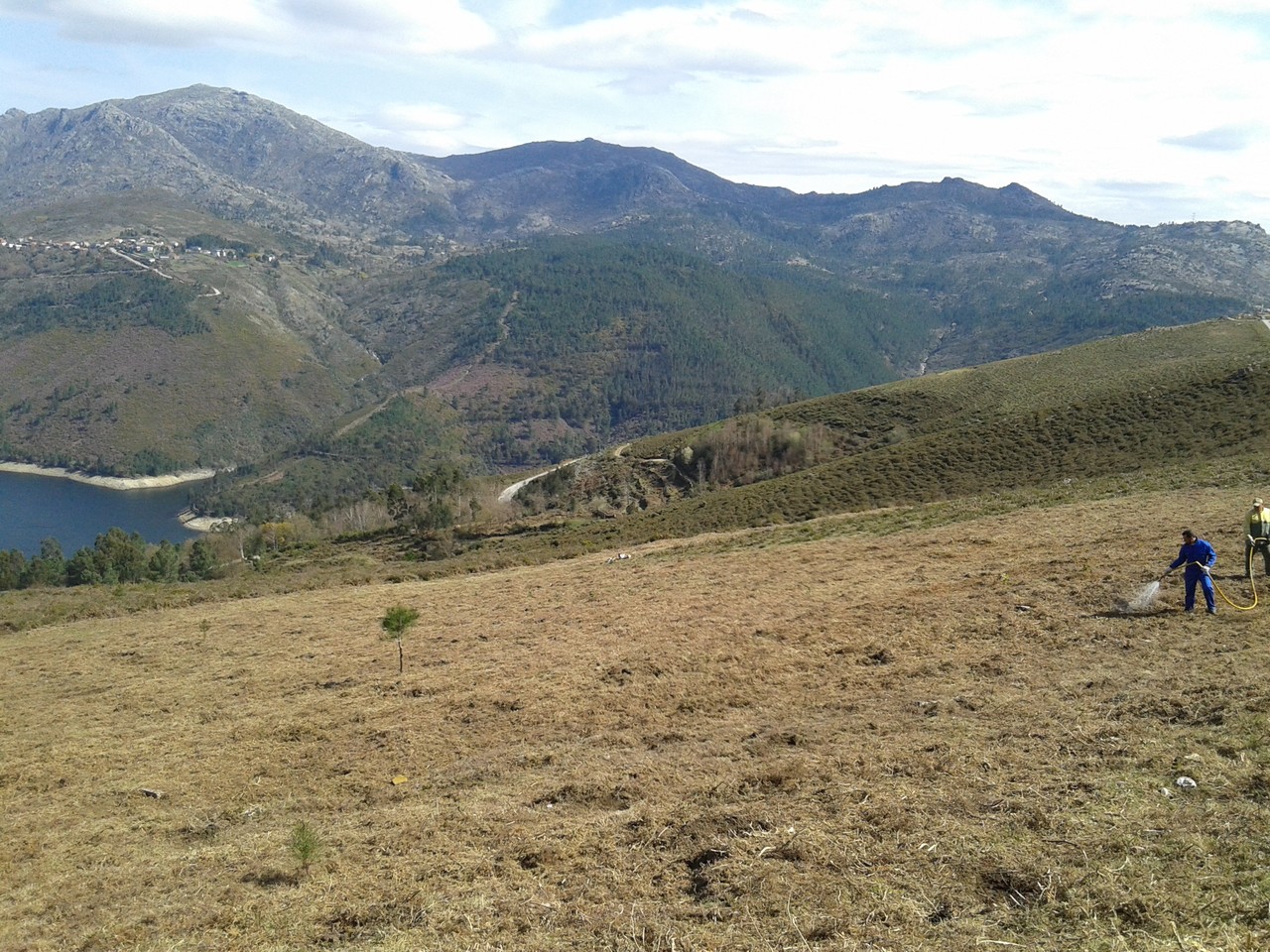 Plantacao500Arvores_5