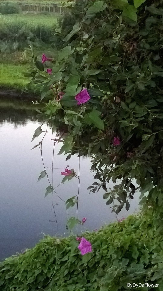 margens.jpg margens.jpg