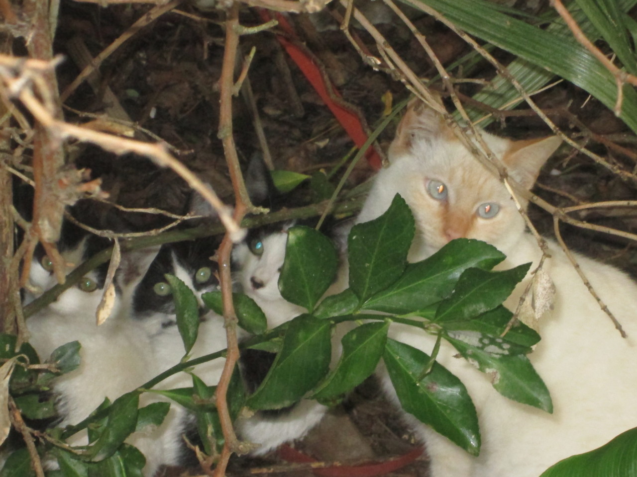 IMG_5175.JPG IMG_5175.JPG