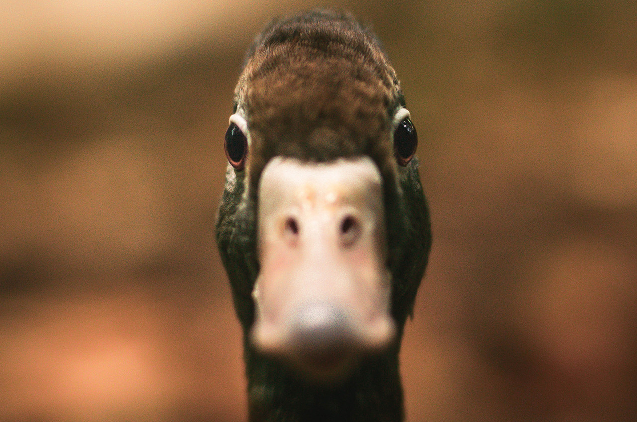 disfarce para enganar o coronavírus