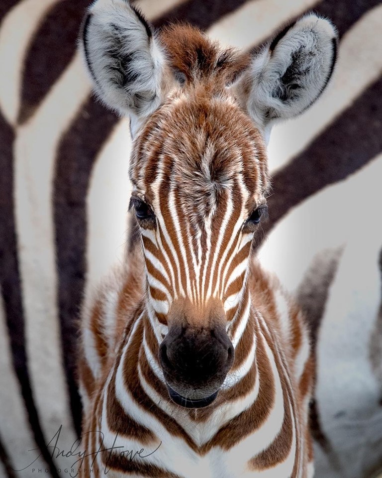 zebra.jpg zebra.jpg