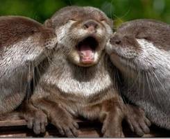 toupeiras animal.jpg