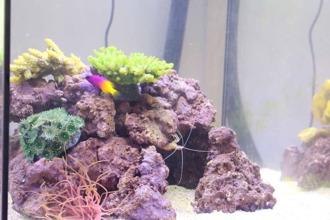 animal de estimação um peixe animal de estimação um peixe