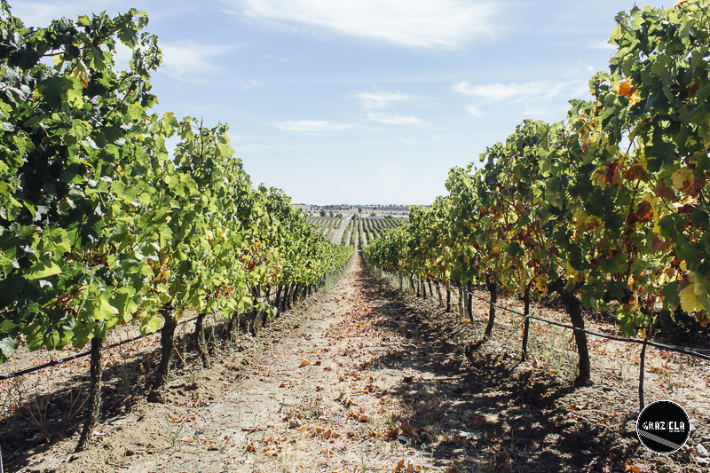 Campo_Maior_Originais-2.jpg Campo_Maior_Originais-2.jpg